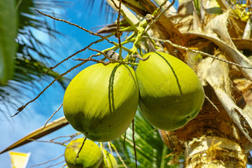 Big ripe coconuts hanging on coconut palm tree close up