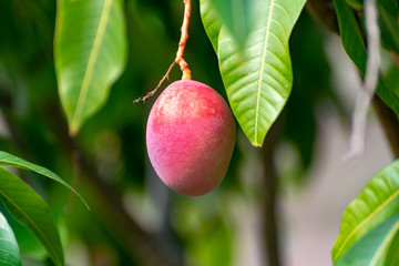 Tropical mango tree with big ripe mango fruits growing in orchard on Gran Canaria island, Spain....