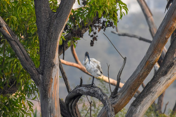 Ibis, long-legged wading birds in the family Threskiornithidae
