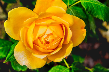 golden celebration rose yellow flower background