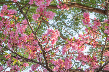 Cherry blossoms in full bloom.