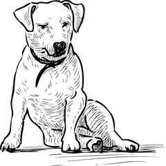Sketch of a sitting lap dog