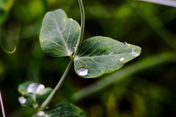 Drops on a leaf