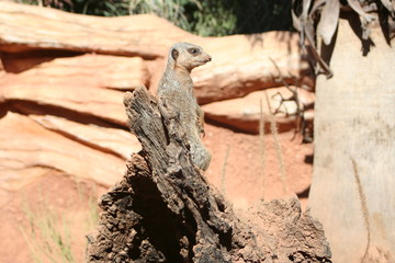 Suricata observando todo