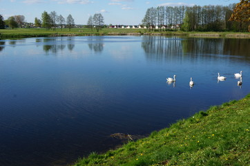 lake in the forest