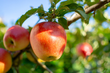 Obraz premium Harvesting apples in garden, autumn harvest season in fruit orchards