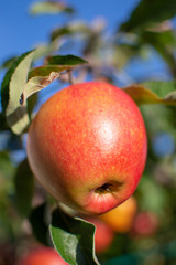 Harvesting apples in garden, autumn harvest season in fruit orchards