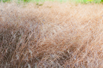 Background of dry yellowed grass with seeds close up.