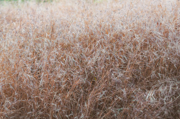 Background of dry yellowed grass with seeds close up.
