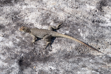 Vierfleck-Madagaskarleguan