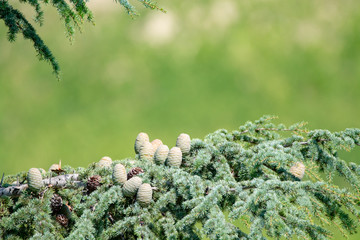 Himalayan cedar or deodar cedar tree with female and male cones, Christmas background copy space
