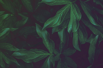 Deep faded green leaves background. Creative layout.
