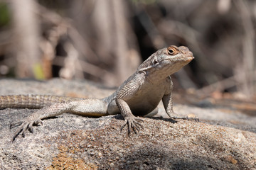 Vierfleck-Madagaskarleguan