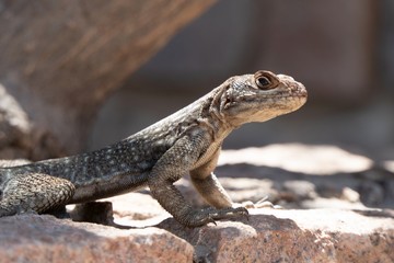 Vierfleck-Madagaskarleguan
