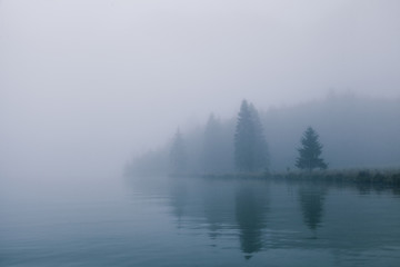 views of forest among fog in border of the lake with mysterious trees