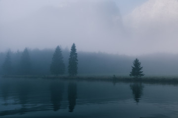 Fototapeta premium views of forest among fog in border of the lake with mysterious trees