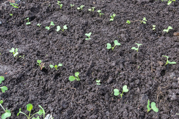 seedlings of radishes in the garden