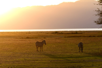 Fototapeta na wymiar Lake Manyara Nationalpark