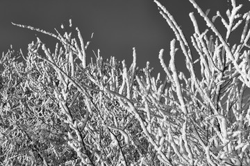 Frozen snow-covered tree branches covered with hoarfrost on a frosty winter day