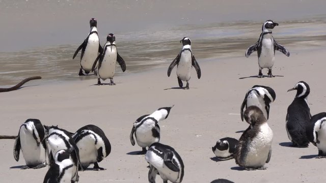 South Africa penguins come up from ocean at Boulders beach
