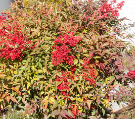 Nandina domestica - Le bambou sacré ou bambou céleste, un arbuste ornemental au feuillage coloré et aux petites baies rouges vif persistantes en hiver.