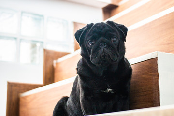 Portrait of Pug sitting on stair and looking to the camera.