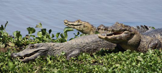 Caimans