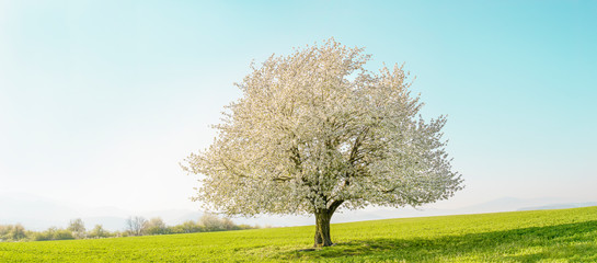 Flowering fruit tree cherry blossom. Single tree on the horizon with white flowers in the spring. Fresh green meadow with blue sky and white clouds.	