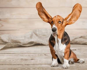 Cute Basset Hound dog on white background