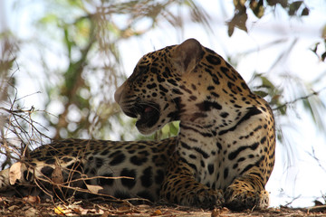 Jaguar