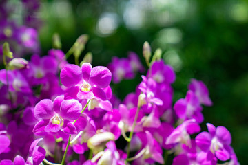 Fototapeta na wymiar close up highlight beautiful purple orchid in the garden.