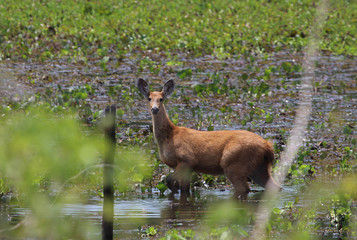 marsh deer