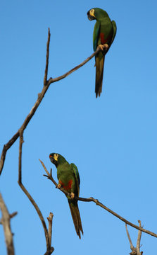 Red-bellied Macaws