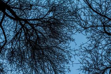 bare branchy trees against a blue sky