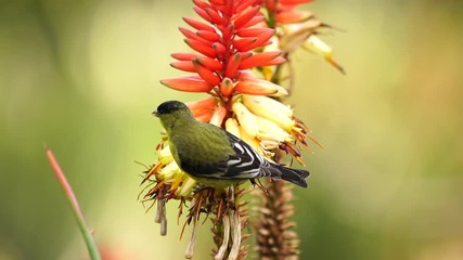 lesser gold finch on aloe