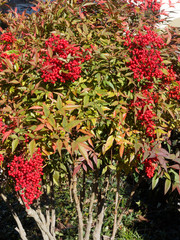 Nandina domestica - Le bambou sacré ou bambou céleste, un arbuste ornemental au feuillage coloré...