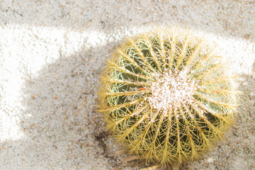 Selective focus close-up top-view shot on Golden barrel cactus (Echinocactus grusonii) cluster. well known species of cactus, endemic to east-central Mexico widely cultivated as an ornamental plant.  