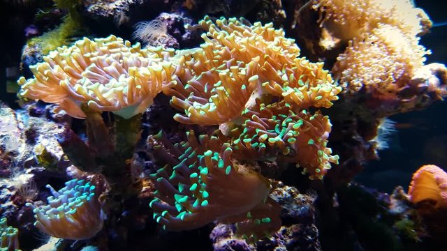 Colorful tropical coral reef.