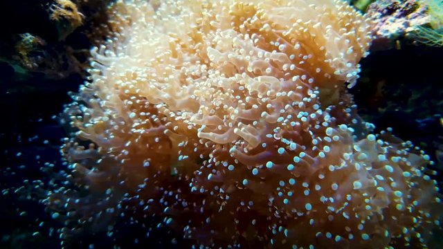 Colorful tropical coral reef.