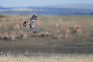 Montagus harrier (Circus pygargus)