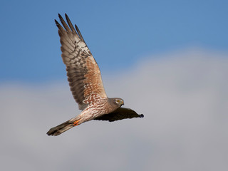 Montagus harrier (Circus pygargus)