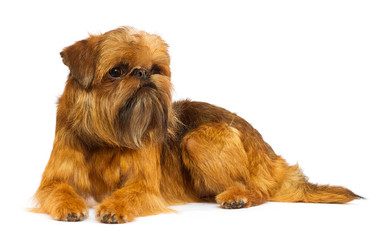 dog Brussels Griffon