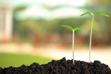 Growth of new life on  background