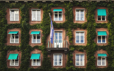 pattern of windows separated with green ivy