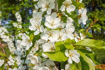 Cherry tree blossom, spring season in fruit orchards in Haspengouw agricultural region in Belgium, close up