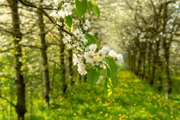 Cherry tree blossom, spring season in fruit orchards in Haspengouw agricultural region in Belgium, close up