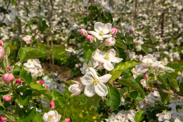 Apple tree blossom, spring season in fruit orchards in Haspengouw agricultural region in Belgium, close up