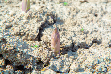 New season of green asparagus, field with growing green asparagus vegetable