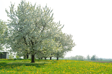 Fototapeta na wymiar Cherry tree blossom, spring season in fruit orchards in Haspengouw agricultural region in Belgium, landscape