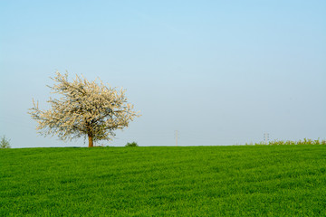 Fototapeta na wymiar Spring fields panorama landscape with fresh green grass and blossoming cherry tree